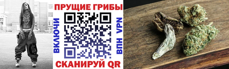 Купить закладки  Щёкино  Псилоцибиновые грибы мицелий 